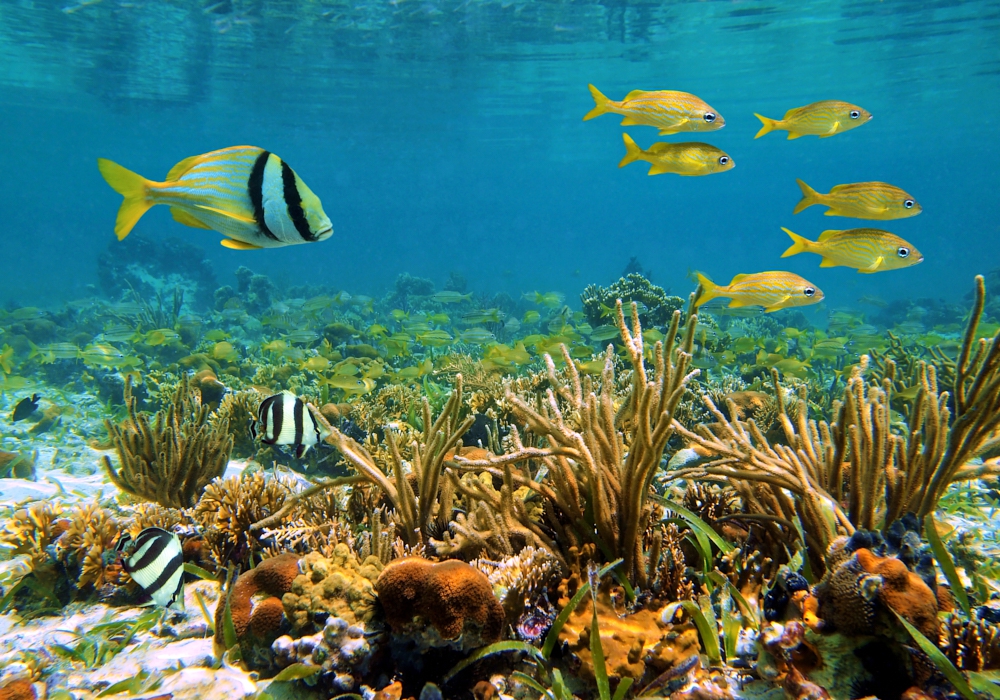 DAY 07 - Dolphin Bay - Coral Cay - Zapatilla Cays