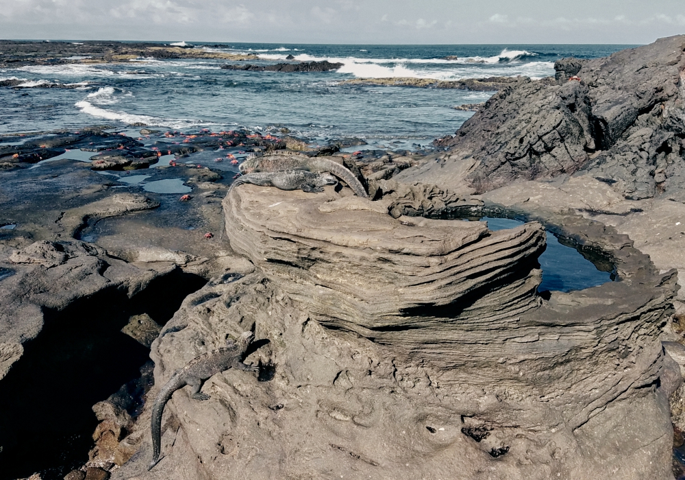 Day 07 - Galapagos