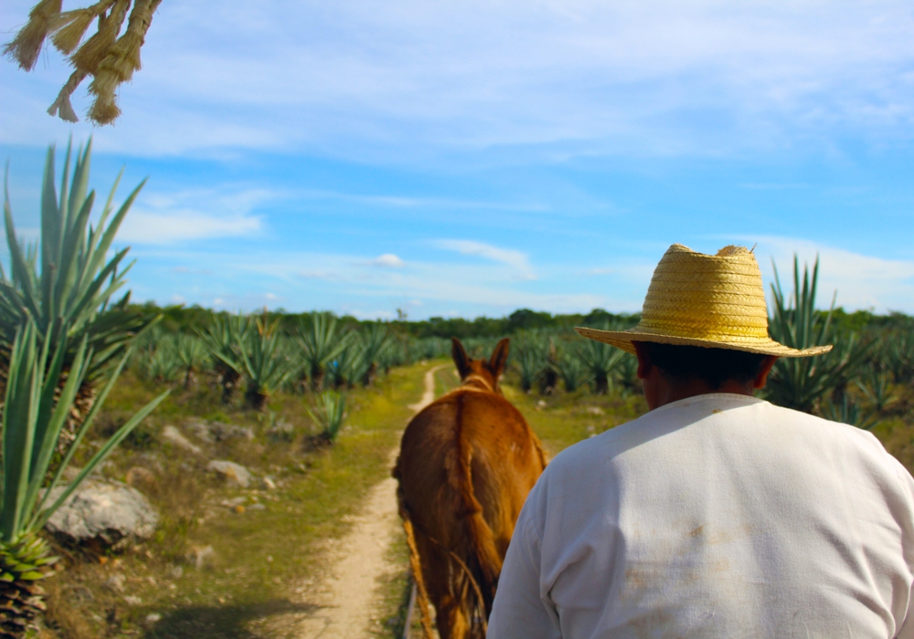 Day 07 - Hacienda Sotuta de Peon and Izamal