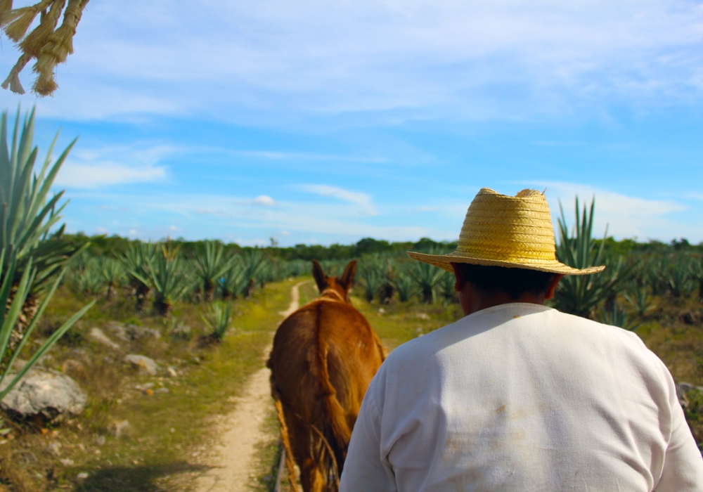 Day 07 - Hacienda Sotuta de Peon - Izamal