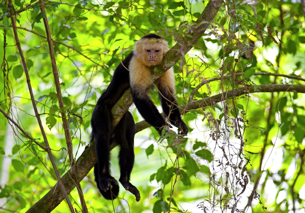 Day 07 - Manuel Antonio National Park