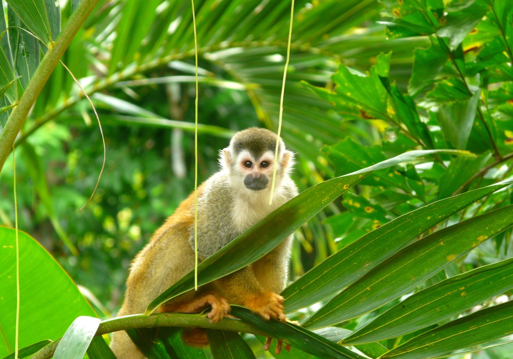 Day 07 - Manuel Antonio National Park