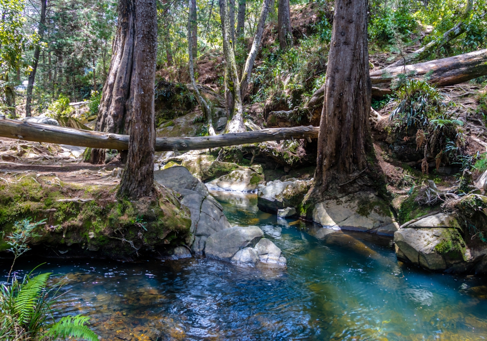 DAY 07 - Medellin -  La Miel Eco Hike