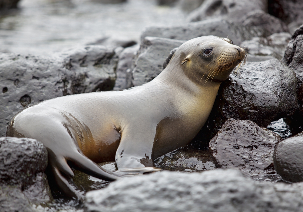 DAY 07 - North Seymour Island and Bartolome and Sullivan Bay