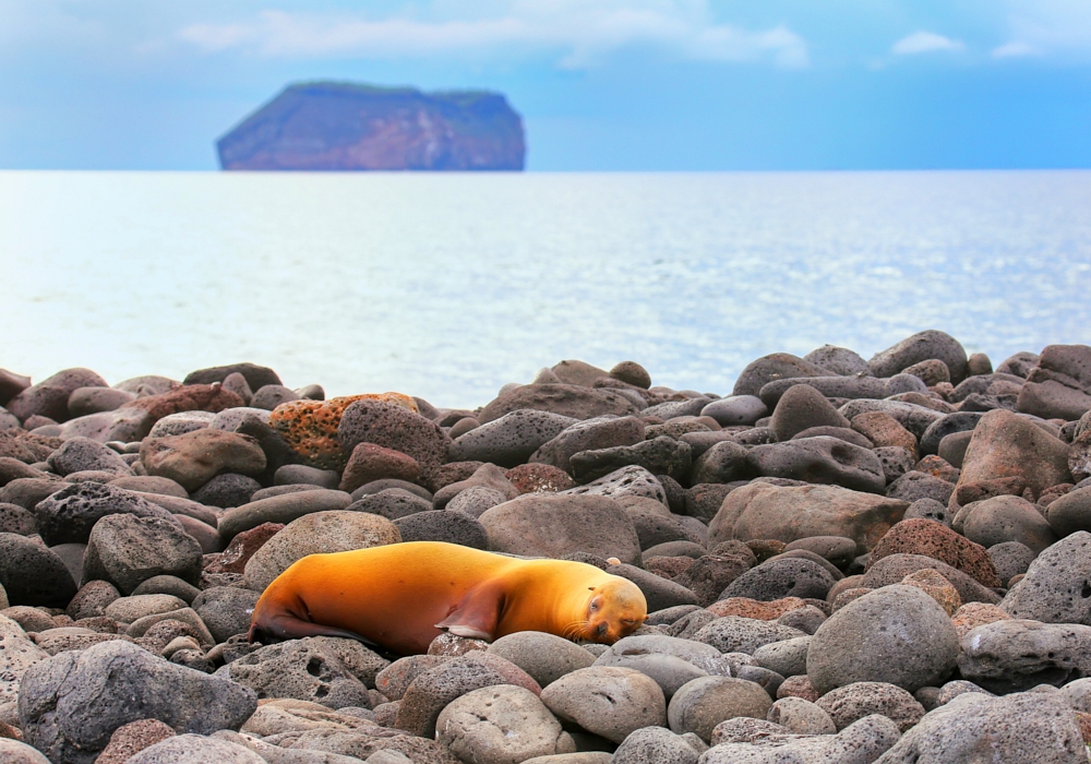 DAY 07 - North Seymour Island and Bartolome and Sullivan Bay