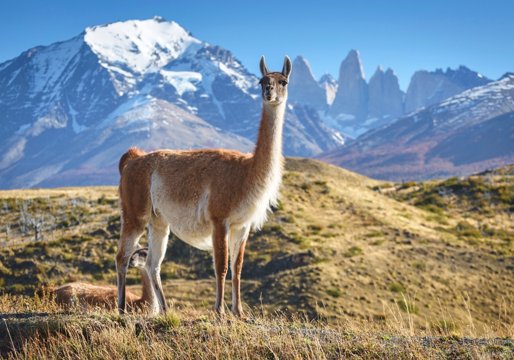 Day 07 - Puerto Natales - Balmaceda and the Serrano Glaciers - Puerto Natales