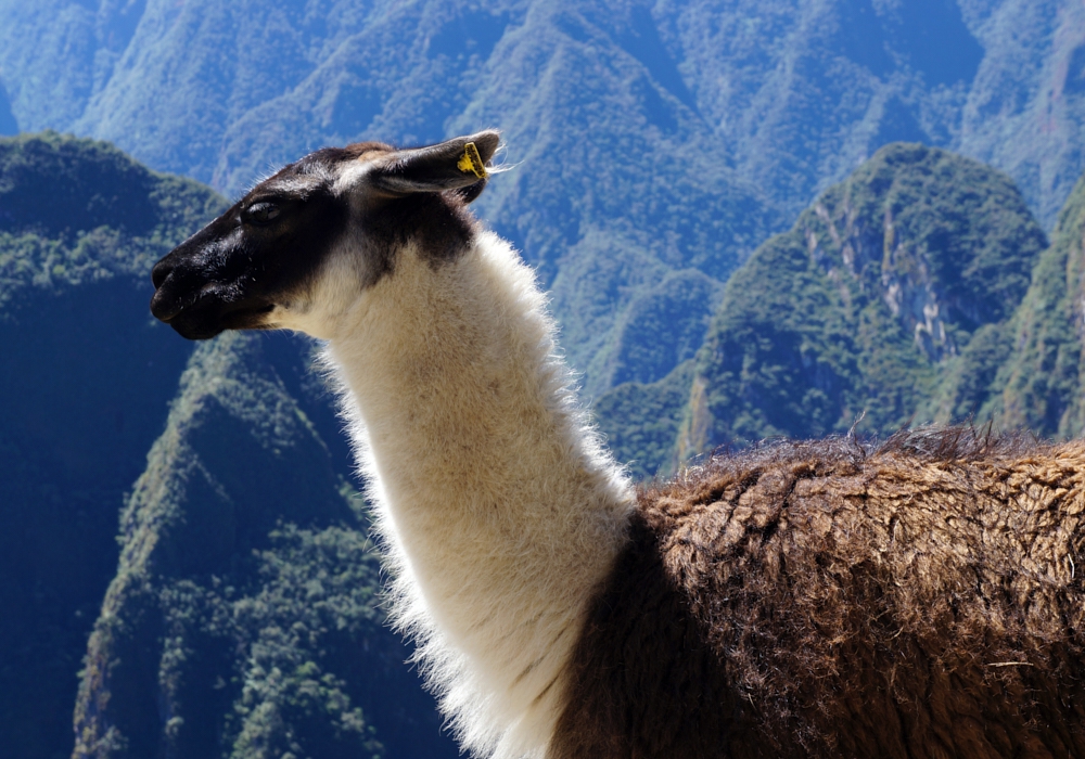 Day 08 - Aguas Calientes – Cusco   Visit to Machu Picchu