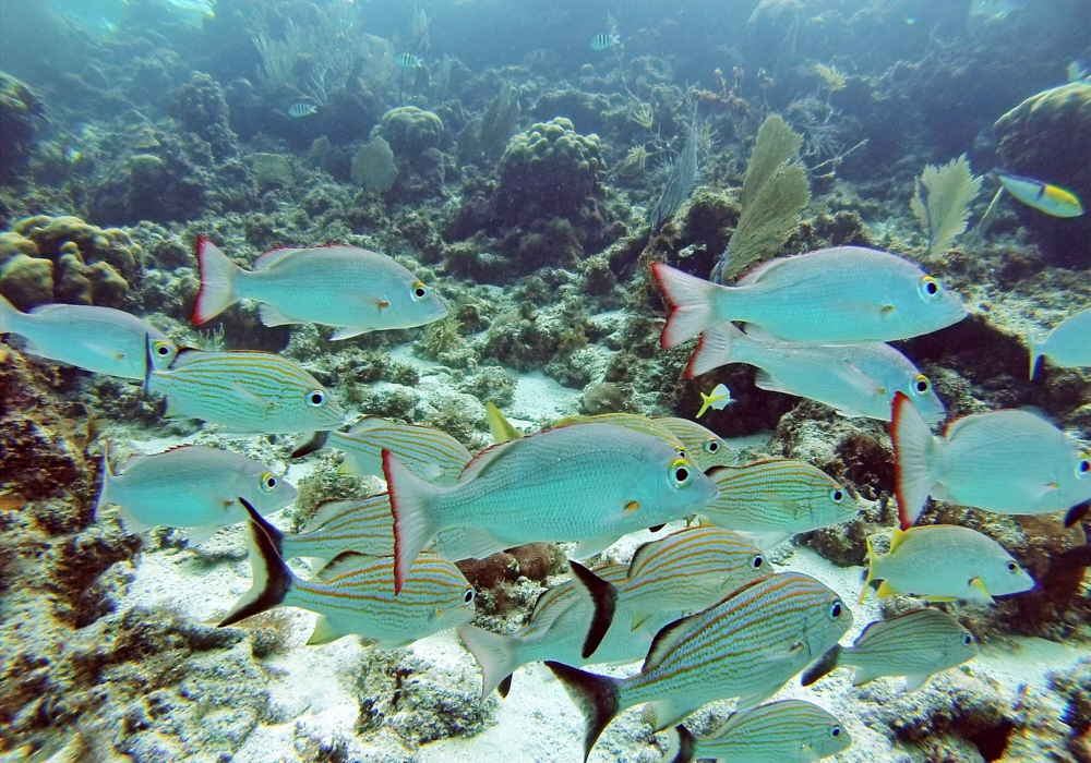 Day 08 - Ambergris Caye