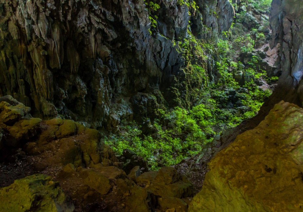 Day 08 - Candelaria - Flores