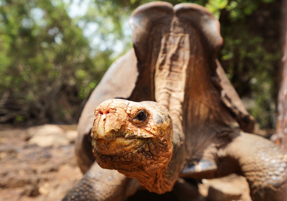 Day 08 - Charles Darwin Research station – Puerto Ayora