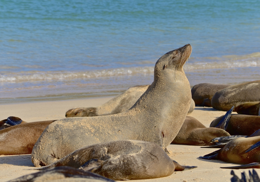 Day 08 - Charles Darwin Research station – Puerto Ayora