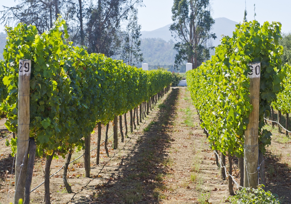 Day 08 - Colchagua Valley