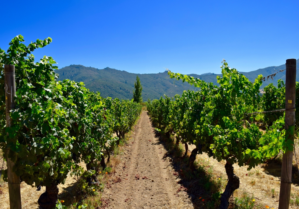 Day 08 - Colchagua Valley