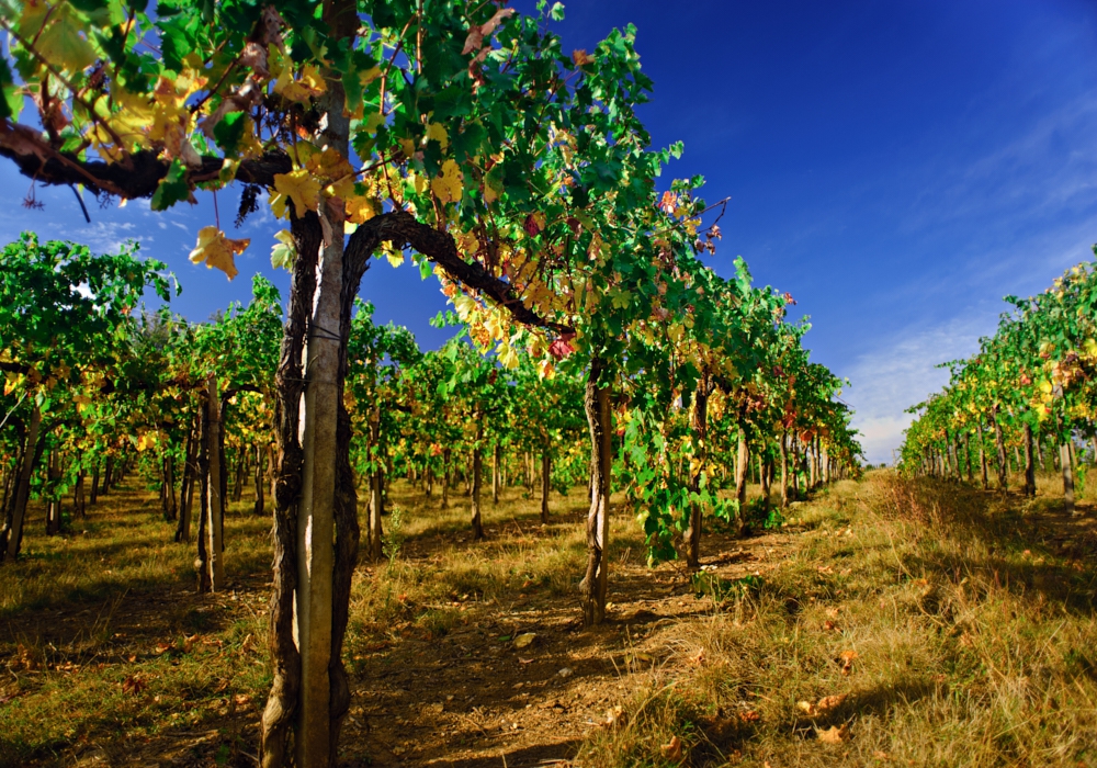 Day 08 - Colchagua Valley