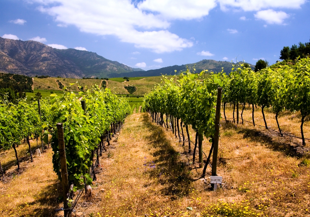 Day 08 - Colchagua Valley