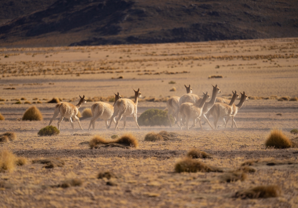 Day 08 - Desert and Lagoons.