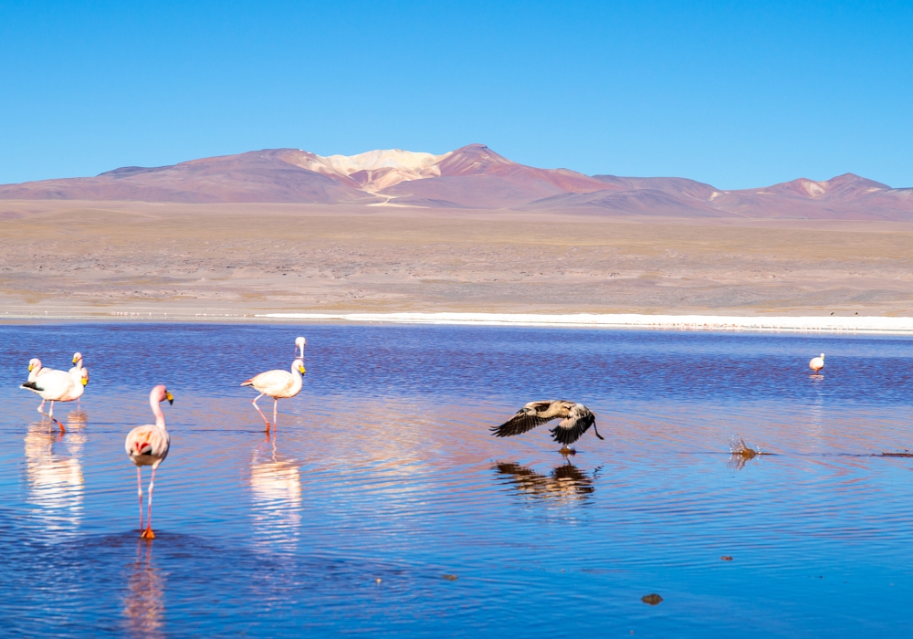 Day 08 - Desert and Lagoons.