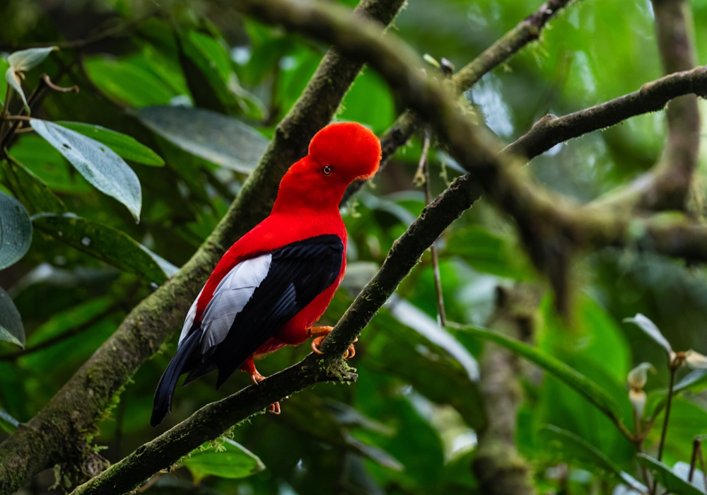 Day 08 -  Mindo Cloud Forest