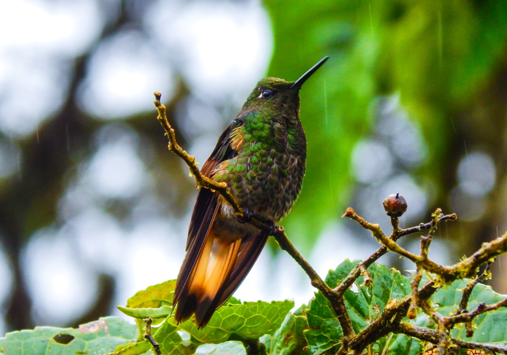 Day 08 -  Mindo Cloud Forest