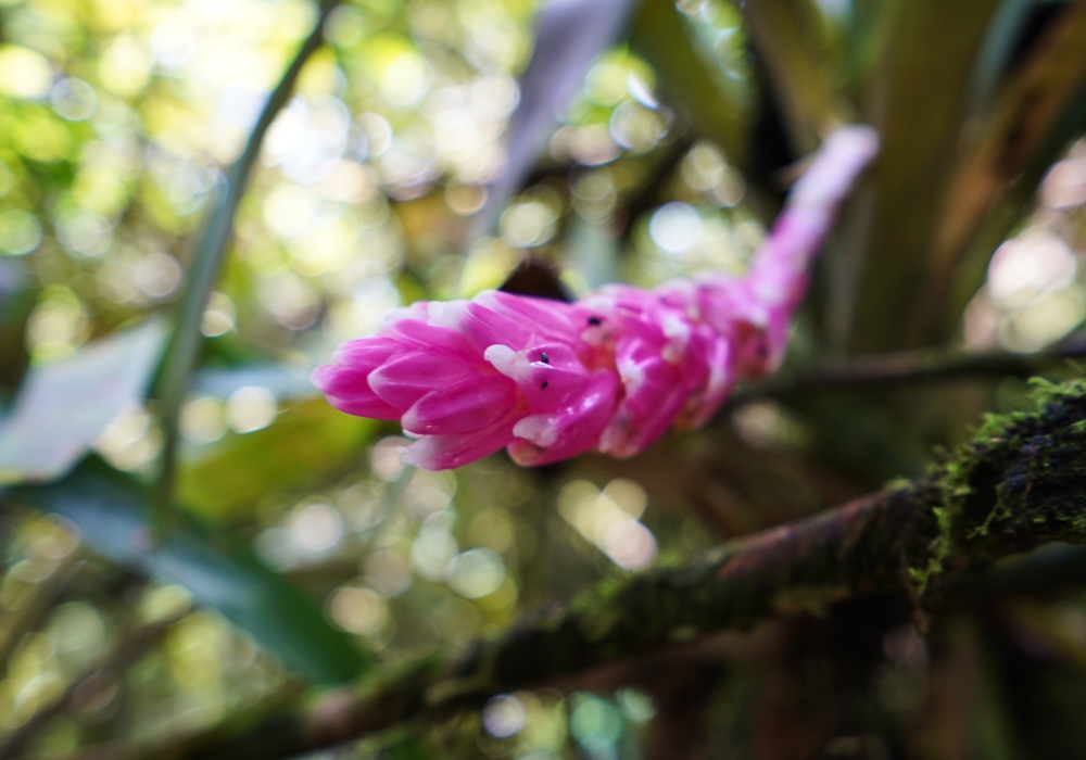 Day 08 -  Mindo Cloud Forest