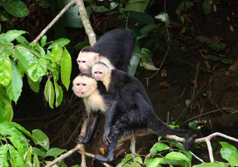 Day 08 - Monteverde to Manuel Antonio