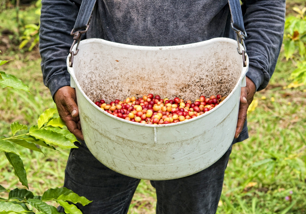 DAY 08 - Pereira - Buenavista – San Alberto Coffee Plantation - Pereira