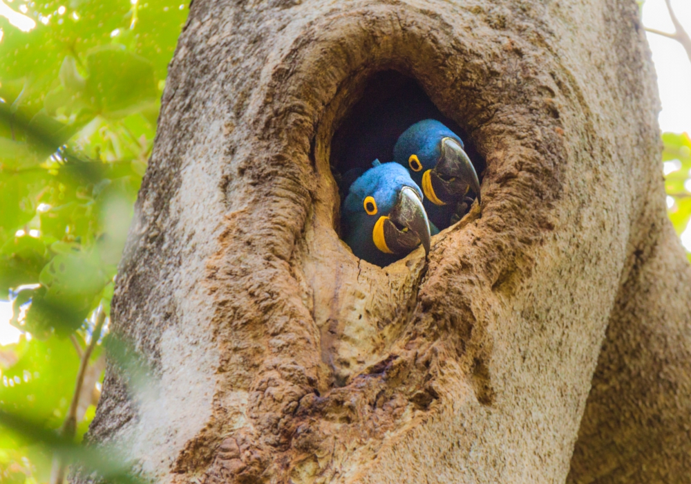 Day 09 - Brasilia - Campo Grande - Pantanal