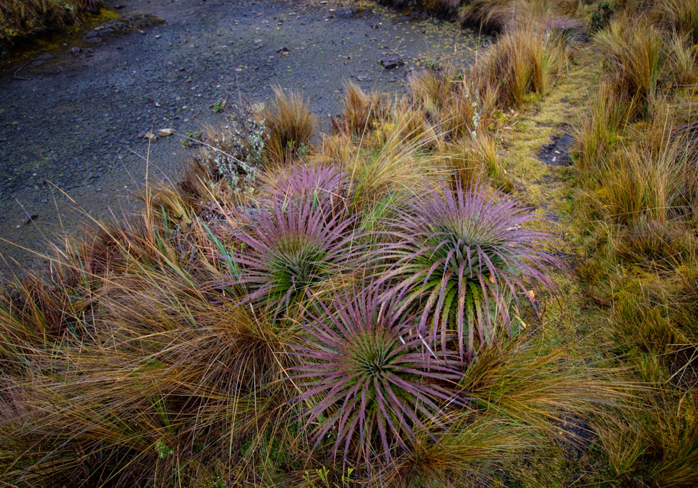 Day 09 - Cajas National Park and Guayaquil