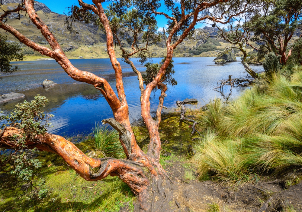 Day 09 - Cajas National Park and Guayaquil