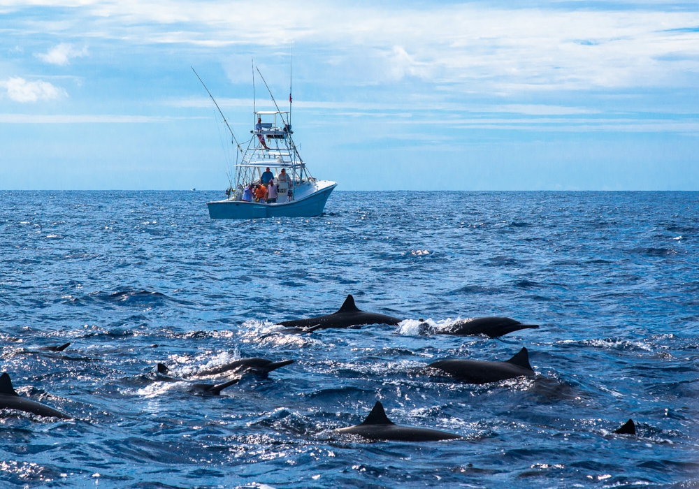 DAY 09 - Dolphin and Wildlife tour in Golfo Dulce