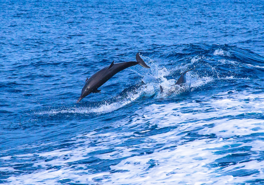 DAY 09 - Dolphin and Wildlife tour in Golfo Dulce