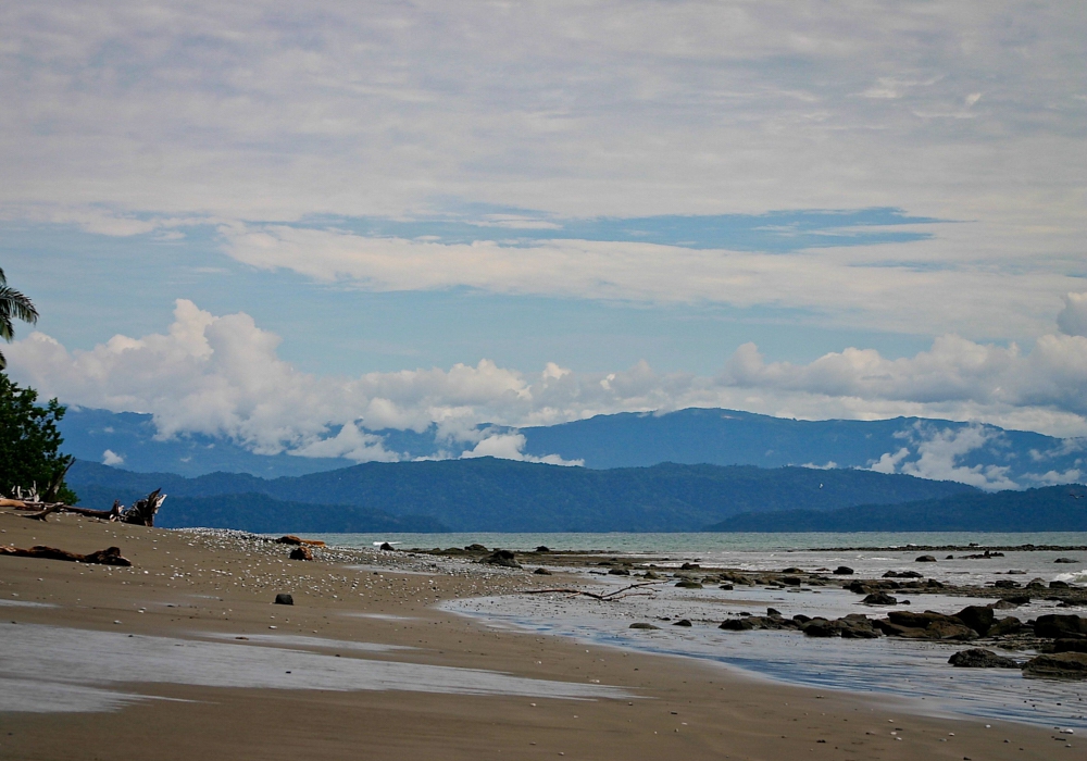 DAY 09 - Dolphin and Wildlife tour in Golfo Dulce