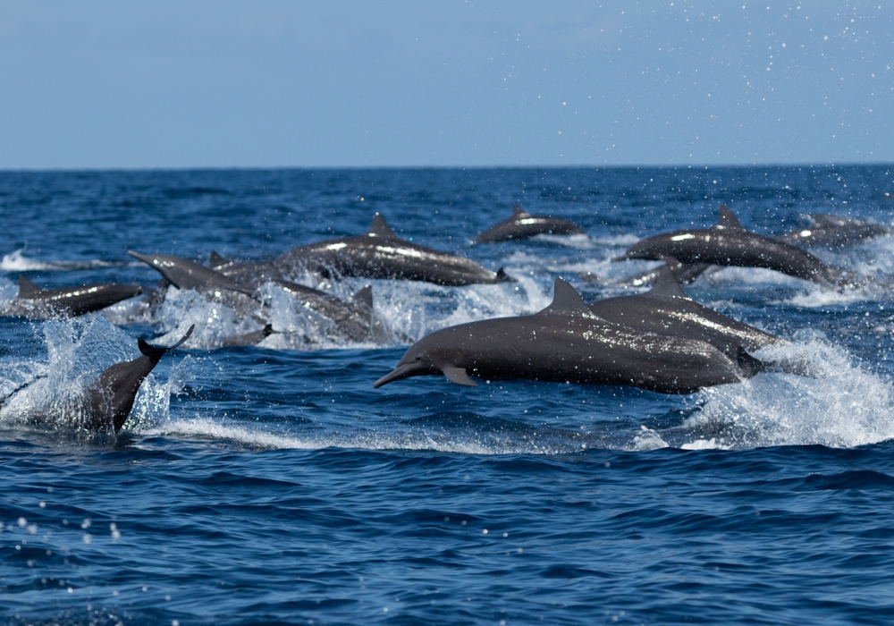 DAY 09 - Dolphin and Wildlife tour in Golfo Dulce