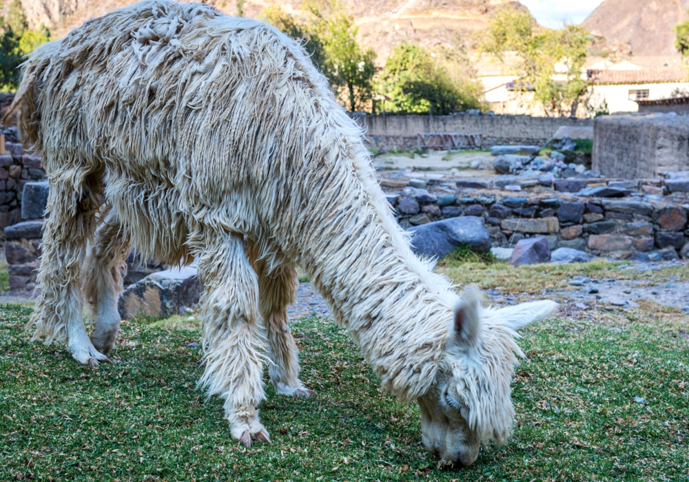 Day 09 - Full Day Sacred Valley    Pisac Market and Ollantaytambo Citadel