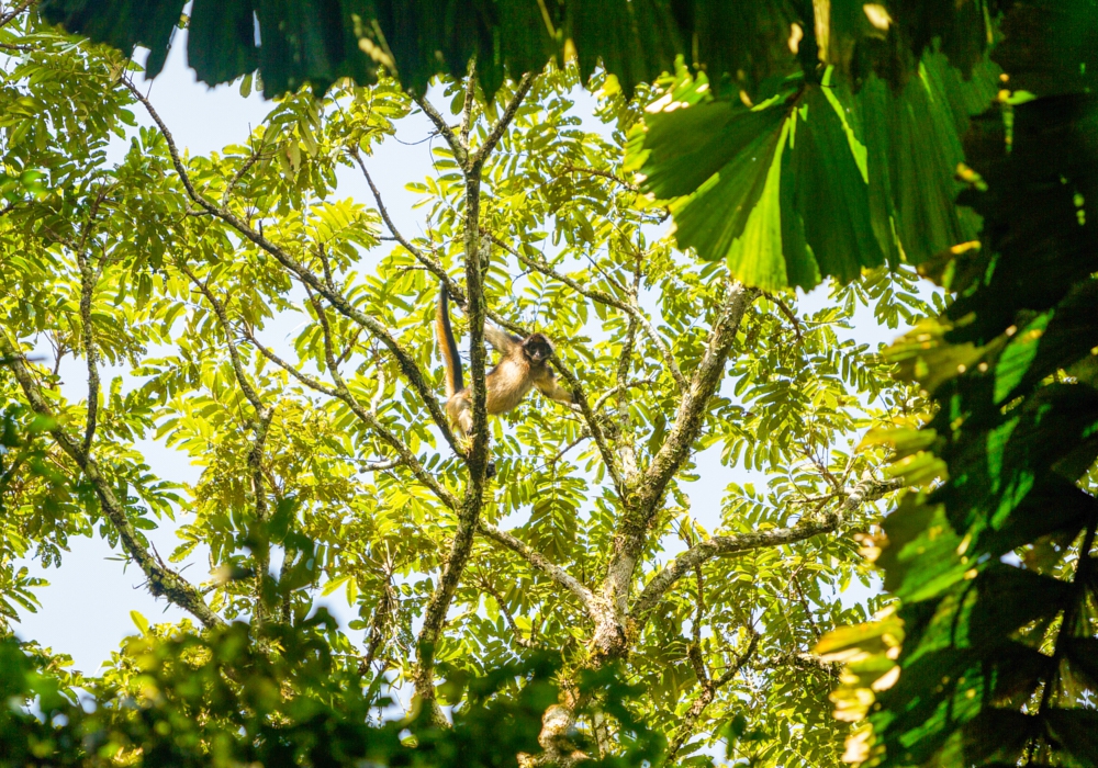 Day 09 - Hacienda Zuleta - Napo River