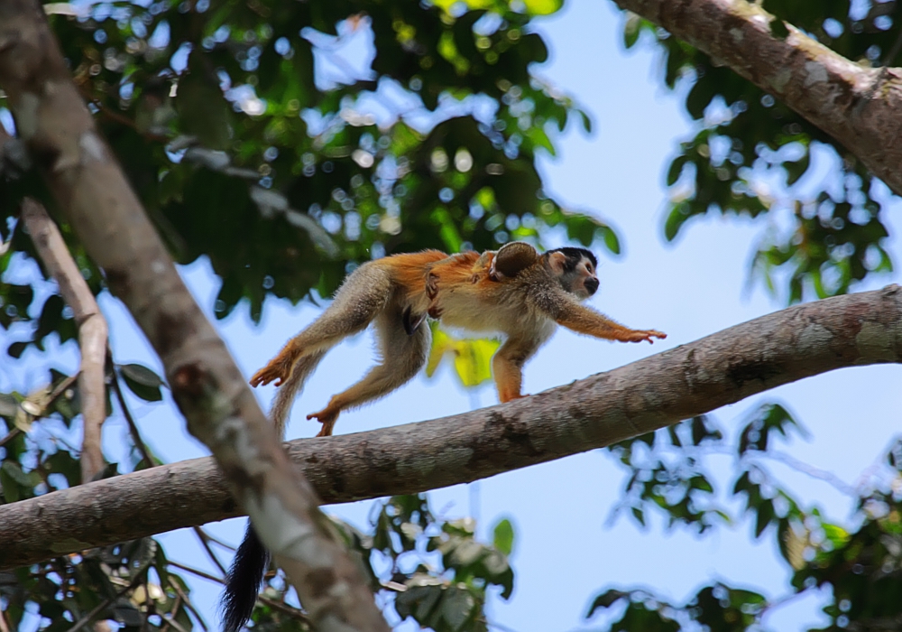 Day 09 - Manuel Antonio National Park