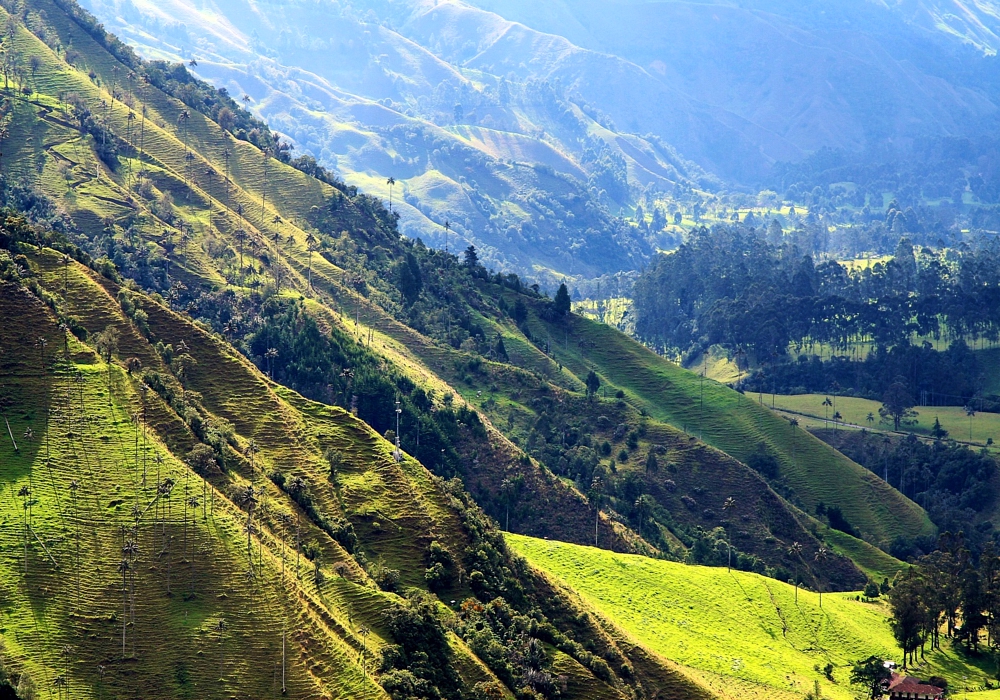 DAY 09 - Pereira - Cocora and Filandia valleys - Pereira