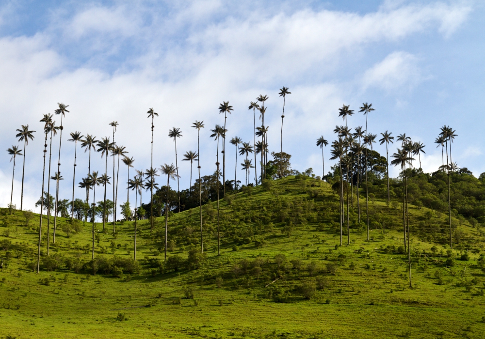 DAY 09 - Pereira - Cocora and Filandia valleys - Pereira