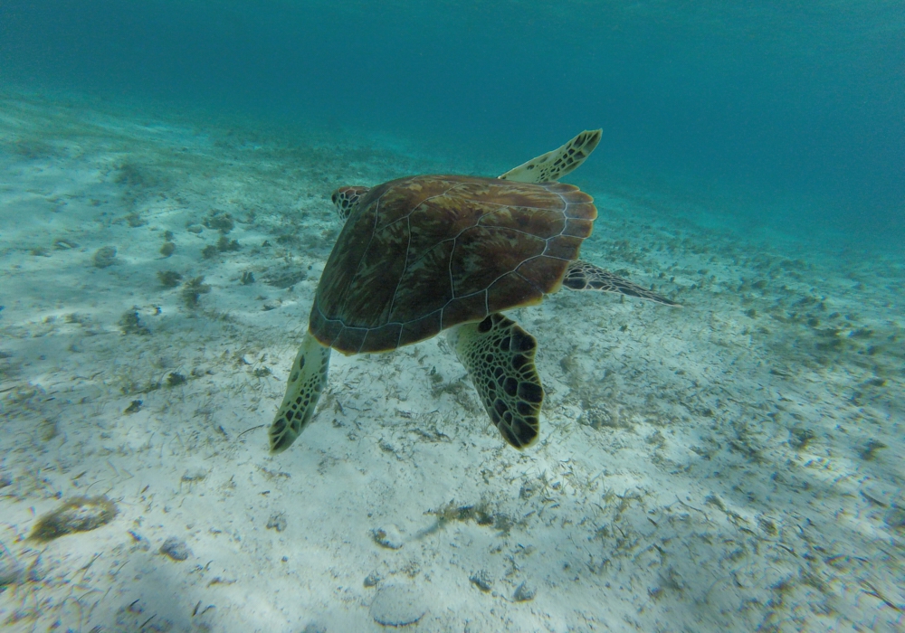 DAY 09 - Providencia Island