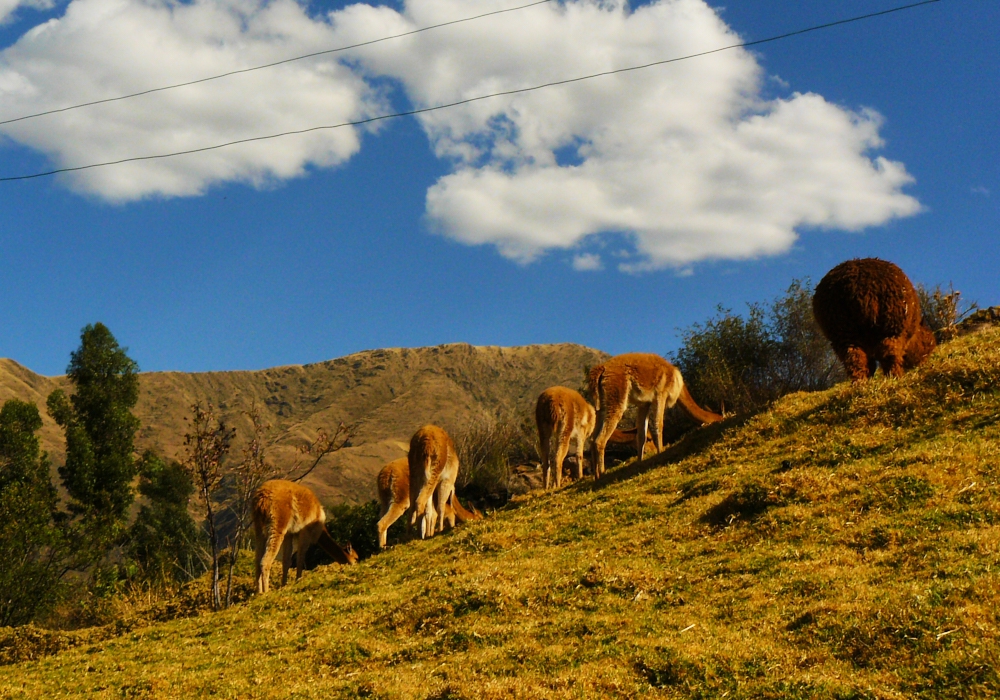 Day 09 - Puno to Cusco