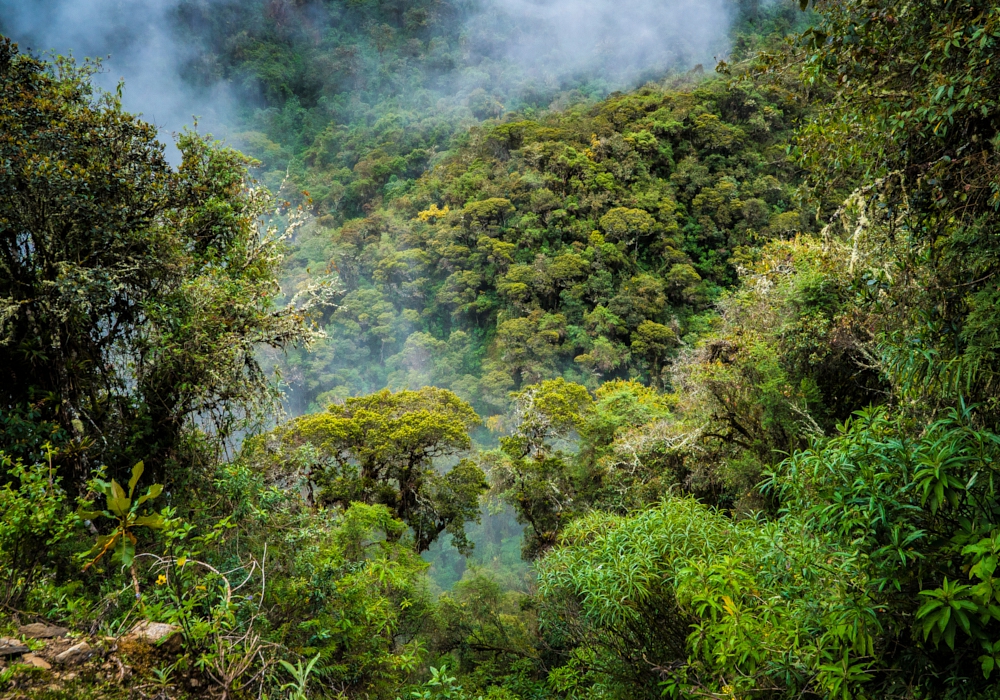 Day 09 - Vilcabamba Trek to Llactapata