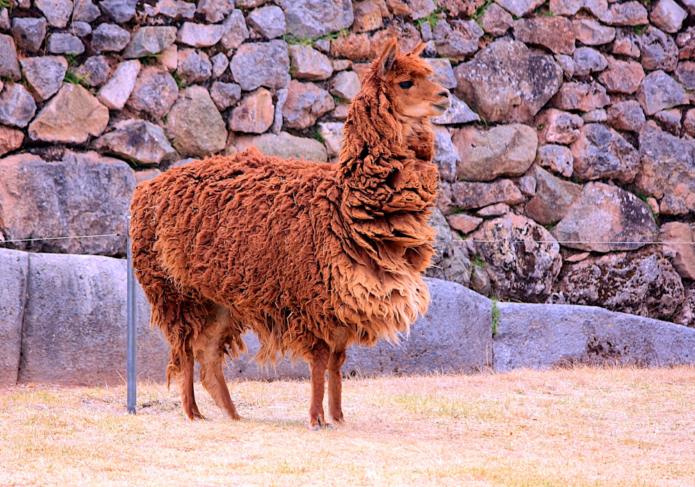 Day 10 - Cusco Open Day