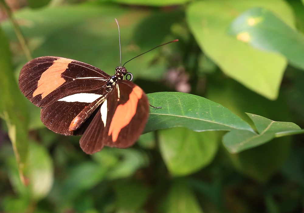 DAY - 10 EA NIBEPO AIKE- IGUAZU ( PUERTO BEMBERG)