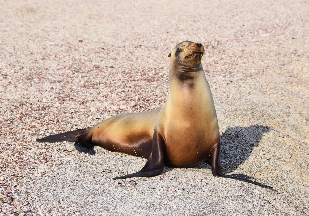 Day 10 - Galapagos