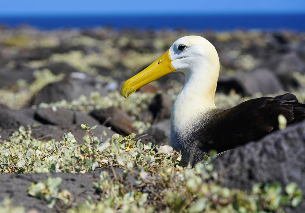 Day 10 - Galapagos