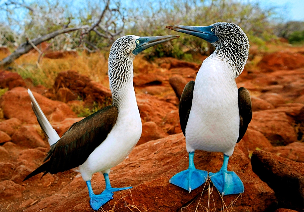 Day 10 - Galapagos