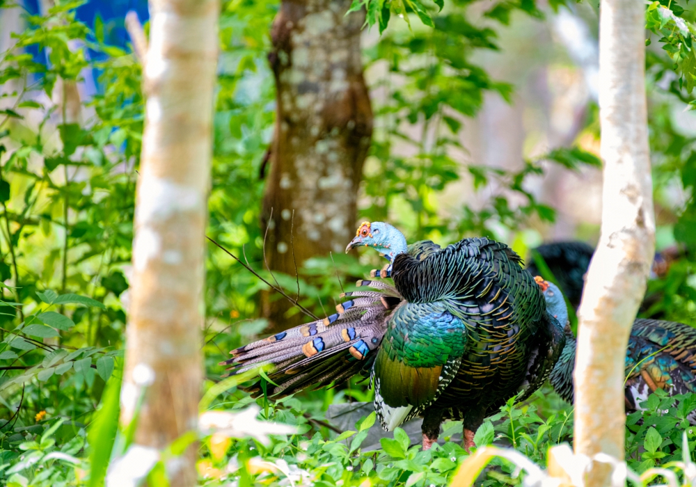 Day 10 - Las Guacamayas - Tikal