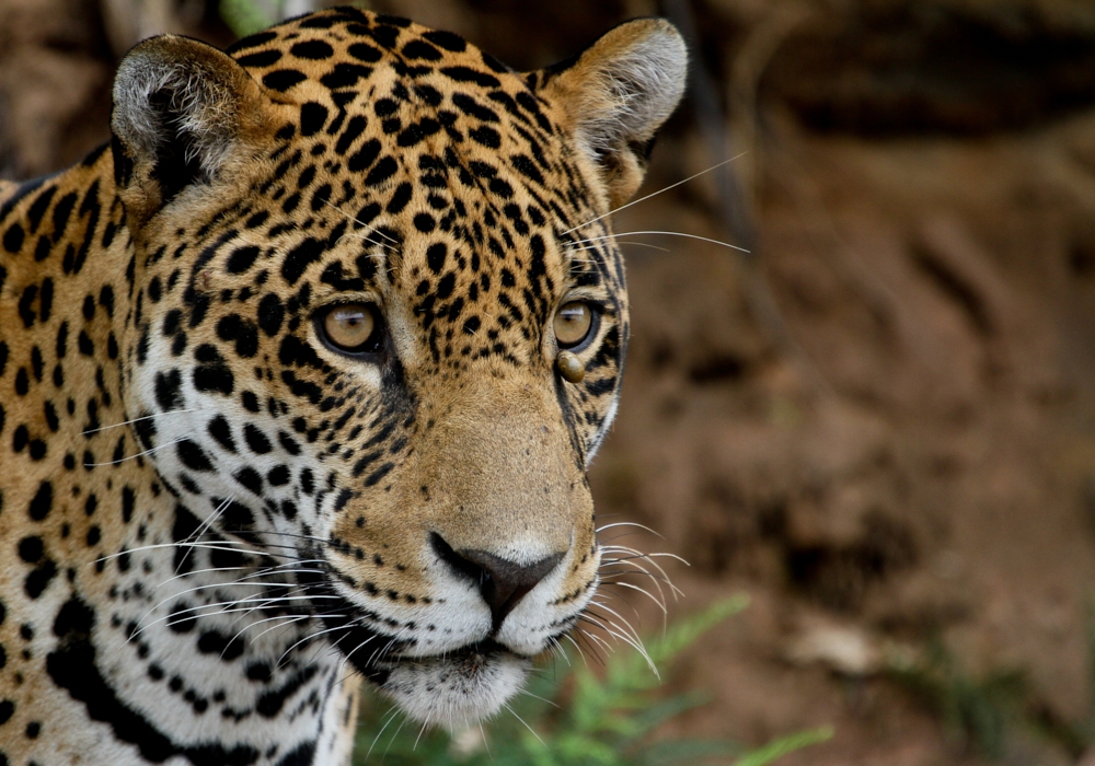 Day 10 - Madidi National Park