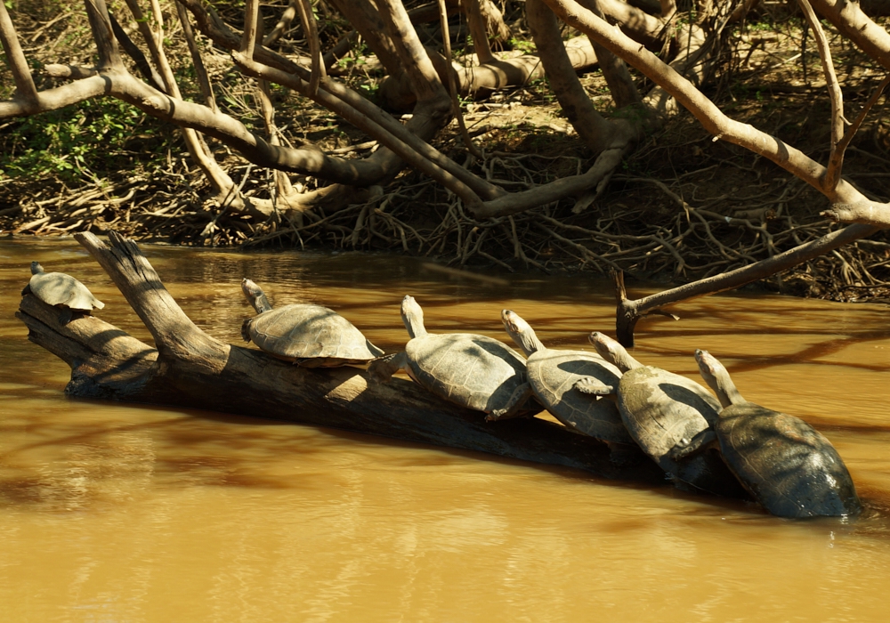 Day 10 - Madidi National Park