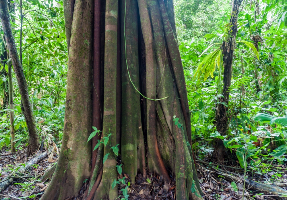 DAY 10 - MADIDI NATIONAL PARK